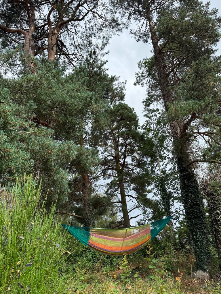 Hammock in the pine trees
