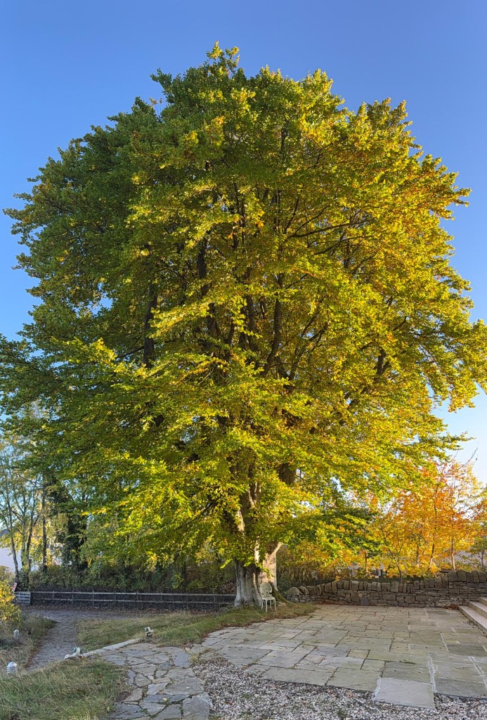 The plot — autumn tree